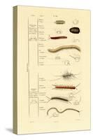 Centipede, 1833-39-null-Stretched Canvas