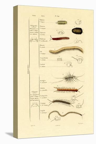 Centipede, 1833-39-null-Stretched Canvas