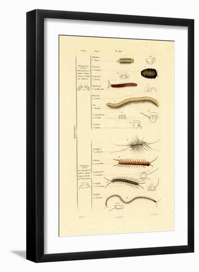 Centipede, 1833-39-null-Framed Giclee Print