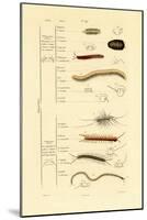 Centipede, 1833-39-null-Mounted Giclee Print