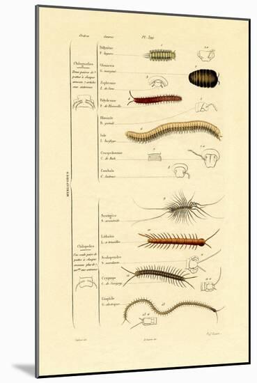 Centipede, 1833-39-null-Mounted Giclee Print