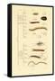 Centipede, 1833-39-null-Framed Stretched Canvas