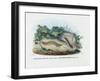 Centipede, 1863-79-Raimundo Petraroja-Framed Giclee Print