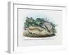 Centipede, 1863-79-Raimundo Petraroja-Framed Giclee Print