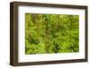 Central America, Costa Rica, Arenal. Rain Forest Foliage-Jaynes Gallery-Framed Photographic Print