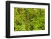 Central America, Costa Rica, Arenal. Rain Forest Foliage-Jaynes Gallery-Framed Photographic Print