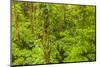 Central America, Costa Rica, Arenal. Rain Forest Foliage-Jaynes Gallery-Mounted Photographic Print