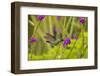 Central America, Costa Rica, Arenal. Violet-Headed Hummingbird Feeding-Jaynes Gallery-Framed Photographic Print