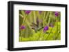 Central America, Costa Rica, Arenal. Violet-Headed Hummingbird Feeding-Jaynes Gallery-Framed Photographic Print