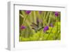 Central America, Costa Rica, Arenal. Violet-Headed Hummingbird Feeding-Jaynes Gallery-Framed Photographic Print