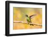 Central America, Costa Rica. Female talamanca hummingbird on limb.-Jaynes Gallery-Framed Photographic Print