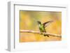 Central America, Costa Rica. Female talamanca hummingbird on limb.-Jaynes Gallery-Framed Photographic Print