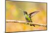 Central America, Costa Rica. Female talamanca hummingbird on limb.-Jaynes Gallery-Mounted Photographic Print