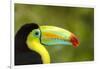 Central America, Costa Rica. Keel-Billed Toucan-Jaynes Gallery-Framed Photographic Print