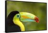 Central America, Costa Rica. Keel-Billed Toucan-Jaynes Gallery-Framed Stretched Canvas