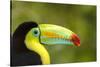 Central America, Costa Rica. Keel-Billed Toucan-Jaynes Gallery-Stretched Canvas