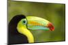 Central America, Costa Rica. Keel-Billed Toucan-Jaynes Gallery-Mounted Photographic Print
