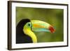 Central America, Costa Rica. Keel-Billed Toucan-Jaynes Gallery-Framed Photographic Print