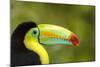 Central America, Costa Rica. Keel-Billed Toucan-Jaynes Gallery-Mounted Photographic Print