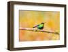 Central America, Costa Rica. Male fiery-throated hummingbird.-Jaynes Gallery-Framed Photographic Print