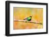 Central America, Costa Rica. Male fiery-throated hummingbird.-Jaynes Gallery-Framed Photographic Print