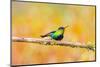 Central America, Costa Rica. Male fiery-throated hummingbird.-Jaynes Gallery-Mounted Photographic Print