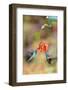 Central America, Costa Rica. Male hummingbirds feeding.-Jaynes Gallery-Framed Photographic Print