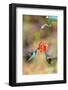 Central America, Costa Rica. Male hummingbirds feeding.-Jaynes Gallery-Framed Photographic Print