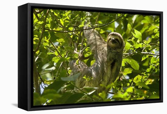 Central America, Costa Rica. Male Juvenile Three Toed Sloth in Tree-Jaynes Gallery-Framed Stretched Canvas