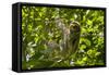 Central America, Costa Rica. Male Juvenile Three Toed Sloth in Tree-Jaynes Gallery-Framed Stretched Canvas