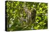 Central America, Costa Rica. Male Juvenile Three Toed Sloth in Tree-Jaynes Gallery-Stretched Canvas