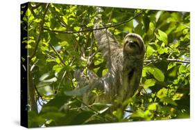 Central America, Costa Rica. Male Juvenile Three Toed Sloth in Tree-Jaynes Gallery-Stretched Canvas