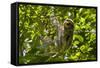 Central America, Costa Rica. Male Juvenile Three Toed Sloth in Tree-Jaynes Gallery-Framed Stretched Canvas