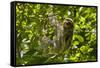 Central America, Costa Rica. Male Juvenile Three Toed Sloth in Tree-Jaynes Gallery-Framed Stretched Canvas