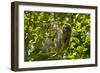Central America, Costa Rica. Male Juvenile Three Toed Sloth in Tree-Jaynes Gallery-Framed Photographic Print