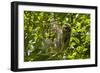 Central America, Costa Rica. Male Juvenile Three Toed Sloth in Tree-Jaynes Gallery-Framed Photographic Print