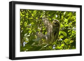 Central America, Costa Rica. Male Juvenile Three Toed Sloth in Tree-Jaynes Gallery-Framed Photographic Print