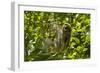 Central America, Costa Rica. Male Juvenile Three Toed Sloth in Tree-Jaynes Gallery-Framed Photographic Print