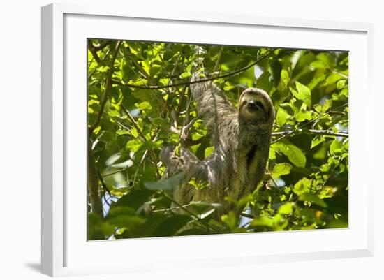 Central America, Costa Rica. Male Juvenile Three Toed Sloth in Tree-Jaynes Gallery-Framed Photographic Print