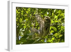 Central America, Costa Rica. Male Juvenile Three Toed Sloth in Tree-Jaynes Gallery-Framed Photographic Print