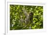 Central America, Costa Rica. Male Juvenile Three Toed Sloth in Tree-Jaynes Gallery-Framed Photographic Print