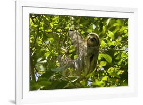 Central America, Costa Rica. Male Juvenile Three Toed Sloth in Tree-Jaynes Gallery-Framed Photographic Print