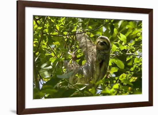 Central America, Costa Rica. Male Juvenile Three Toed Sloth in Tree-Jaynes Gallery-Framed Photographic Print