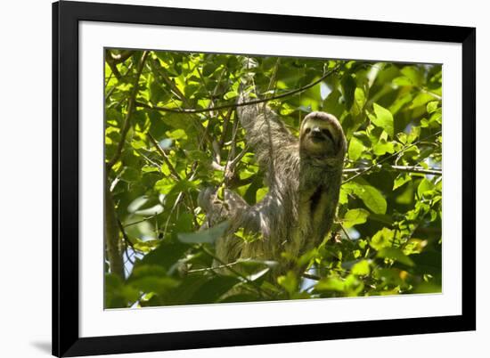 Central America, Costa Rica. Male Juvenile Three Toed Sloth in Tree-Jaynes Gallery-Framed Photographic Print