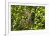 Central America, Costa Rica. Male Juvenile Three Toed Sloth in Tree-Jaynes Gallery-Framed Photographic Print