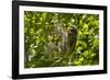 Central America, Costa Rica. Male Juvenile Three Toed Sloth in Tree-Jaynes Gallery-Framed Photographic Print