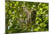 Central America, Costa Rica. Male Juvenile Three Toed Sloth in Tree-Jaynes Gallery-Mounted Photographic Print