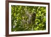 Central America, Costa Rica. Male Juvenile Three Toed Sloth in Tree-Jaynes Gallery-Framed Photographic Print