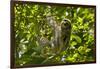 Central America, Costa Rica. Male Juvenile Three Toed Sloth in Tree-Jaynes Gallery-Framed Photographic Print