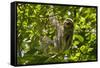 Central America, Costa Rica. Male Juvenile Three Toed Sloth in Tree-Jaynes Gallery-Framed Stretched Canvas